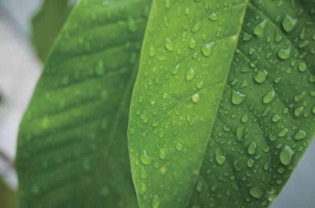 濾光片 同葉片加CPL濾鏡對比