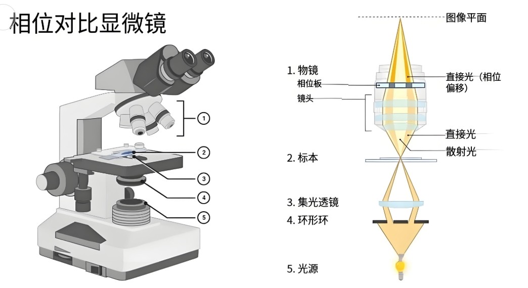 濾光片 相差顯微鏡工作原理