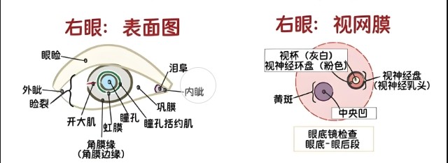 眼睛視網(wǎng)膜 眼睛視網(wǎng)膜